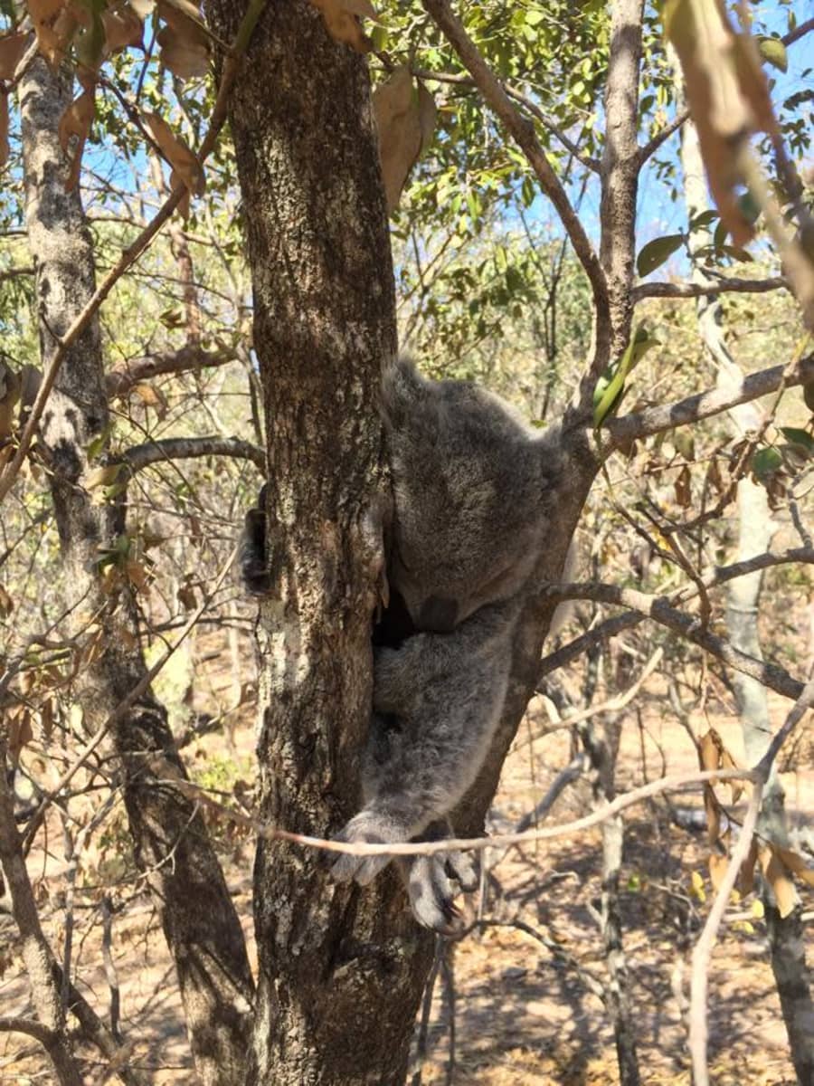 Koala puussa Australiassa