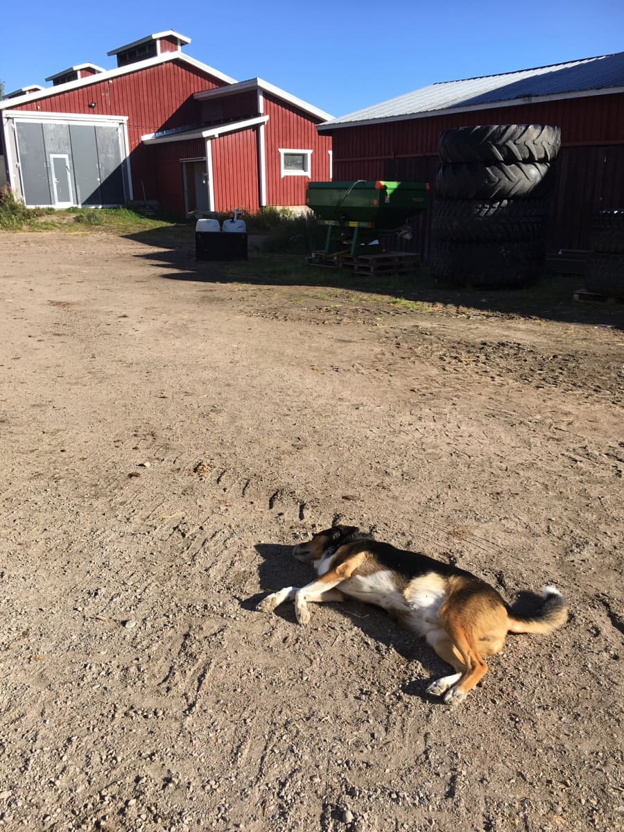 Sekarotuinen koira makaa hiekalla maatalon pihapiirissä.