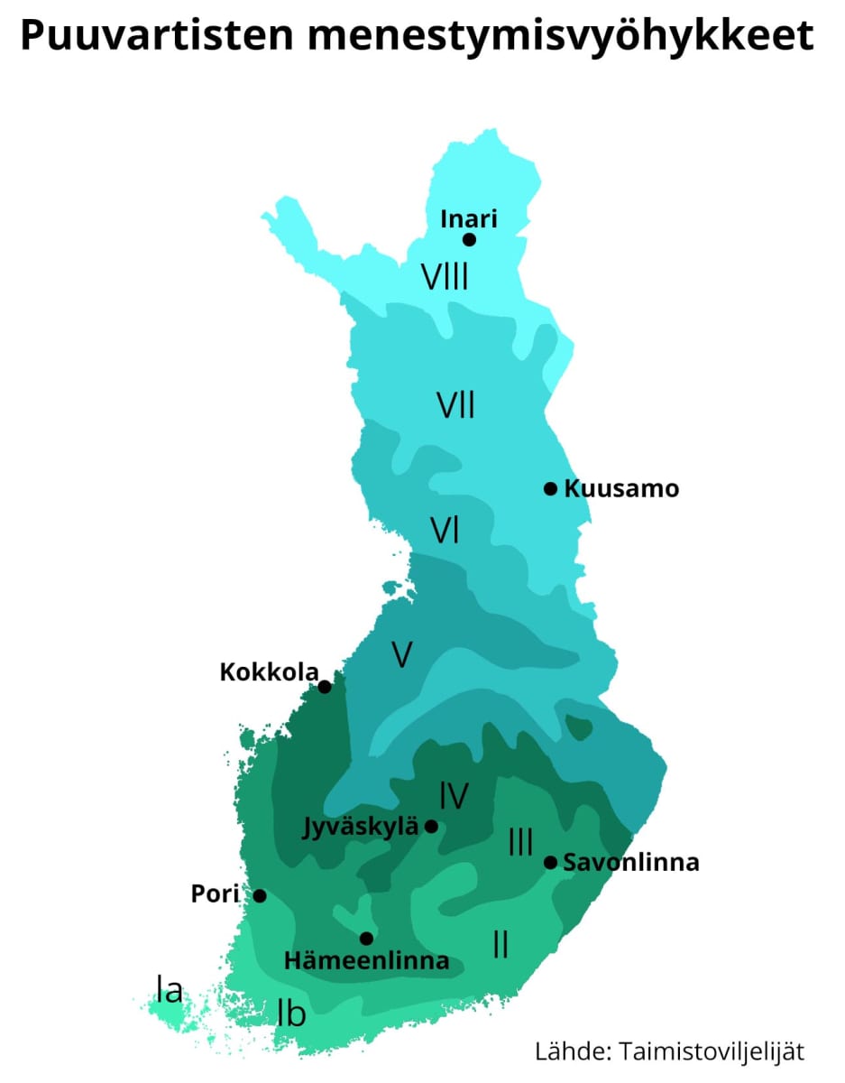 Yksi saa viiniä saksalaisesta lajista, toinen kokeilee syöntipähkinää –  ilmaston muuttuessa Suomessa voi kasvattaa jo yli tuhatta puu- tai  pensaslajia