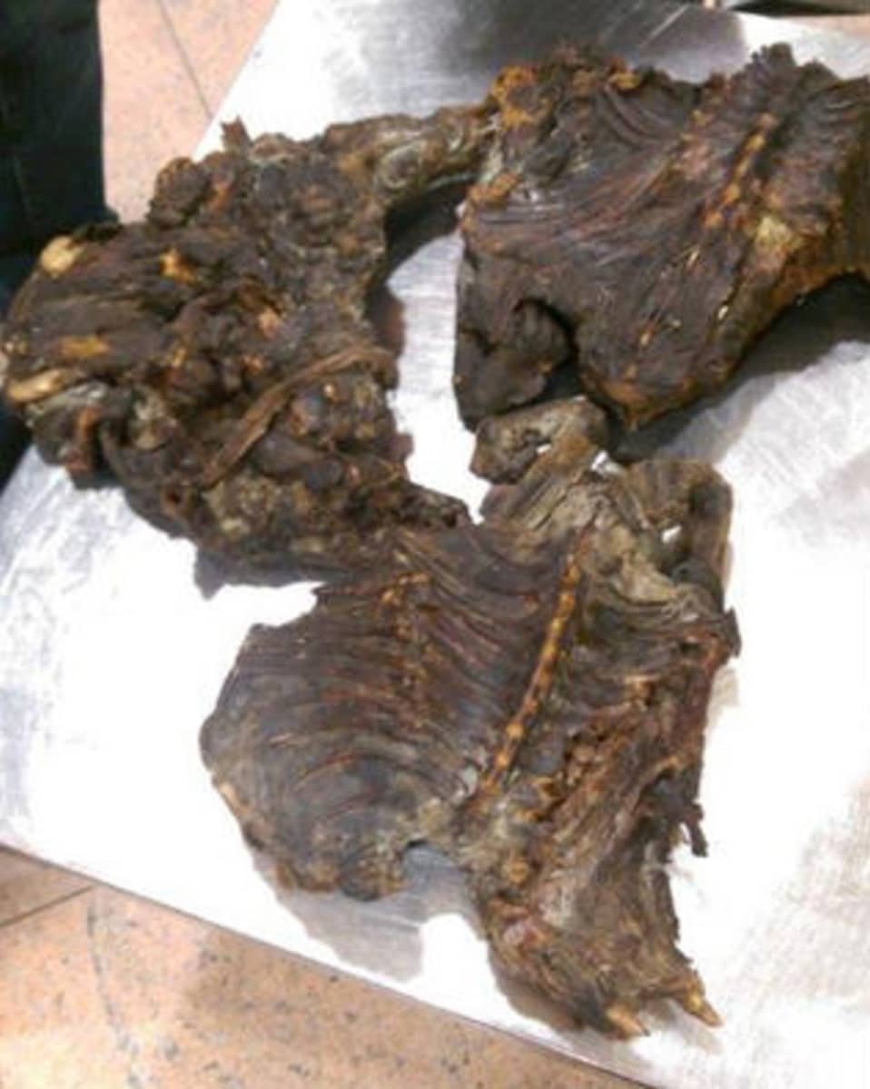 Brysselin poliisin ratsiassa löytyi apinan lihaa.