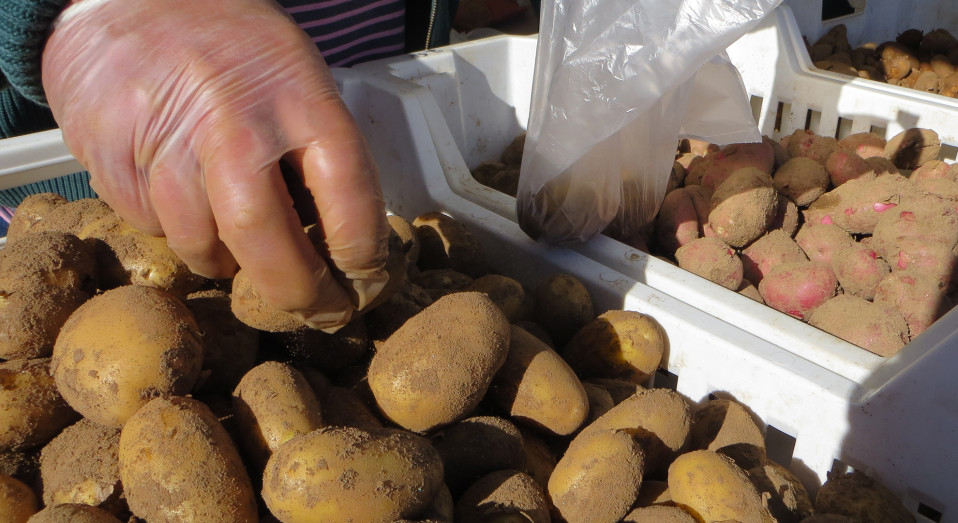 Perunoita laatikossa, kumihanskakädet nostelevat perunoita pussiin.