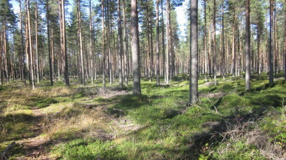 Metsää