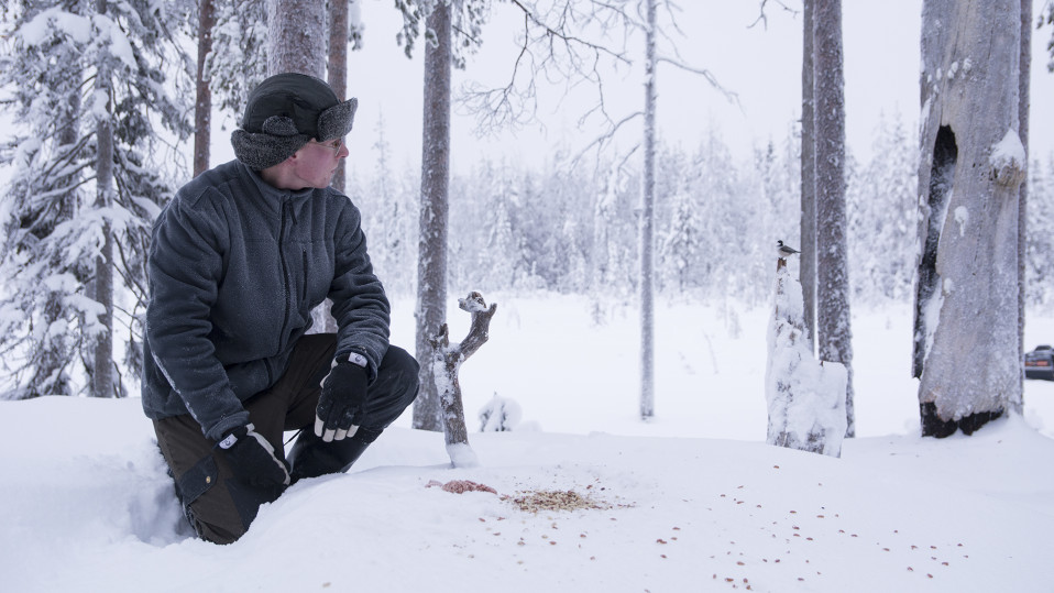 Ville Heikkinen pelasti nälkiintyneen pöllön hiihtoreissulla ja sai kuvata sitä kuukausia – koskettavan luontokuvan takana on usein tuuria 
