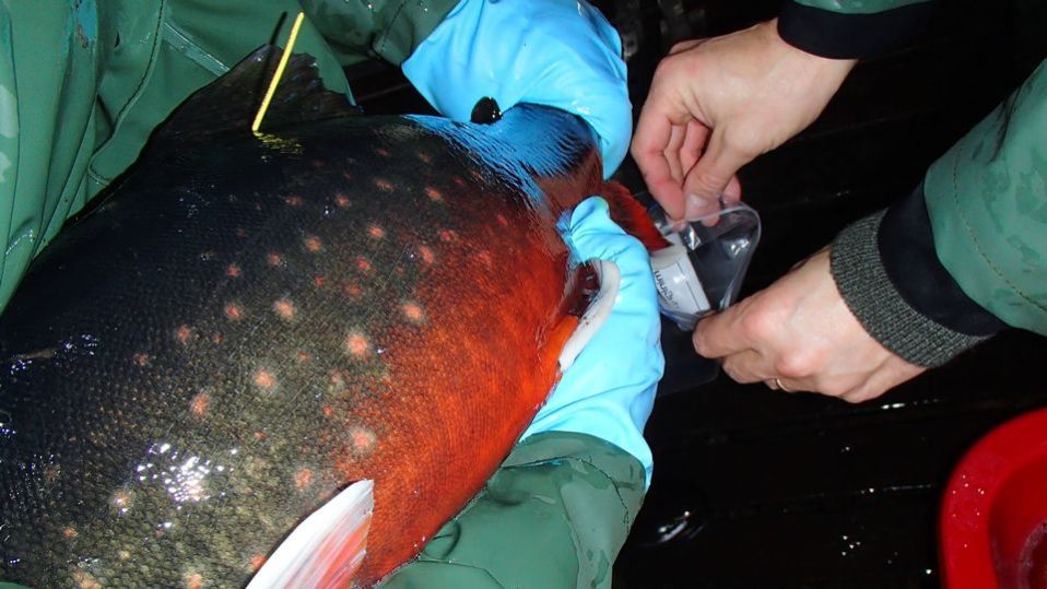 Emokaloista lypsetään mäti ja kala palautetaan luontoon.