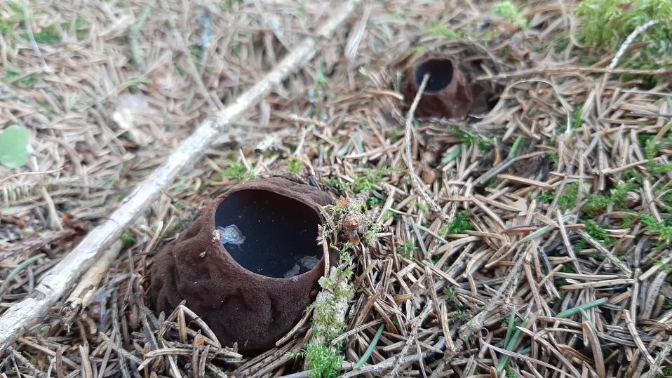 Nuoria hytymaljakas-sieniä Vetelissä Keski-Pohjanmaalla