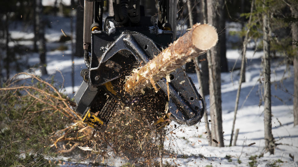 Metsäkone karsii ja pätkii mäntyä.