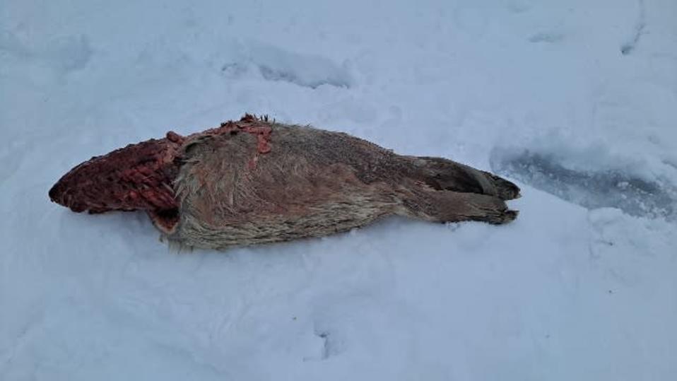 A few Saimaa seal pups lost last winter