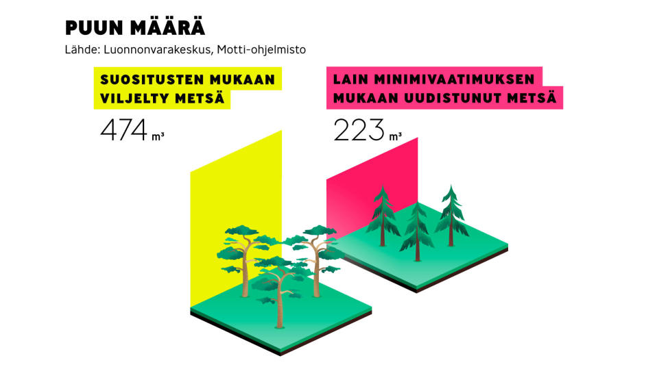 Infografiikka puun määrän eroista kun metsää viljellään suositusten mukaisesti tai annetaan sen uudistua minimivaatimusten mukaan.