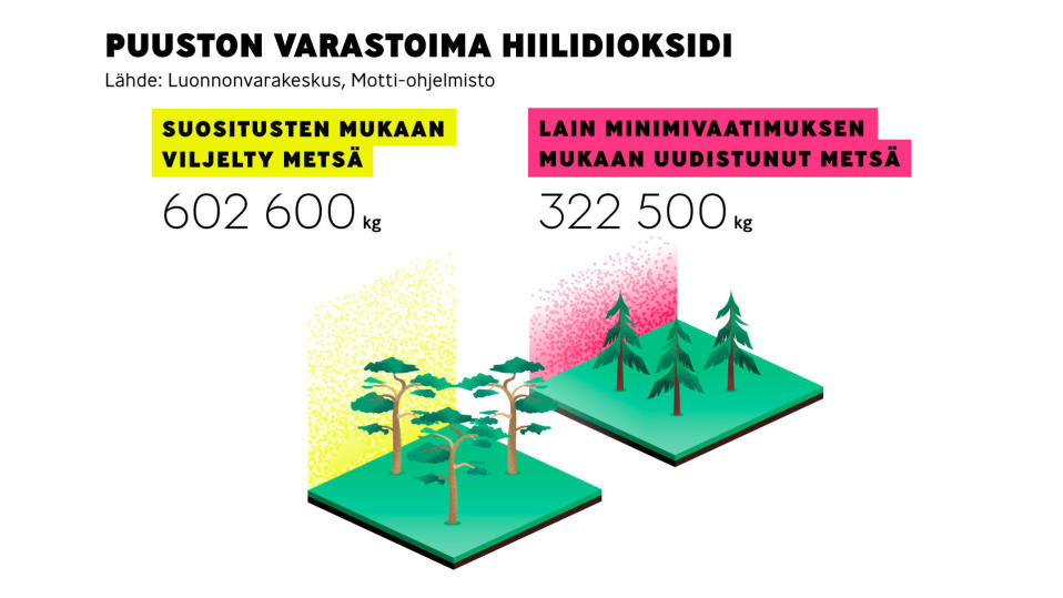 Infografiikka puuston varasoiman hiilidioksidin eroista kun metsää viljellään suositusten mukaisesti tai annetaan sen uudistua minimivaatimusten mukaan.