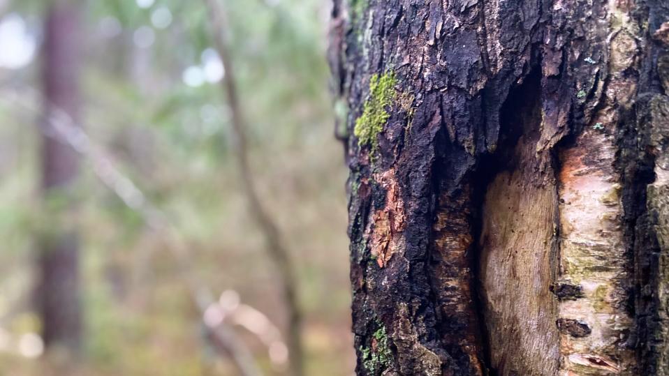 Lähikuva puusta metsässä Lahdessa. Kuoressa kolo. 