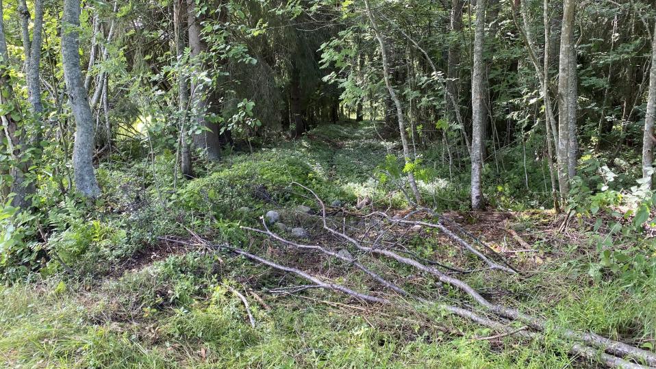 Metsän reuna, josta lähtee polku metsään. Polulle on kaatunut puita.