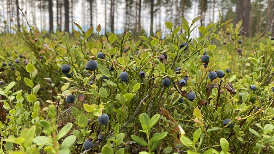 Runsaasti mustikoita metsässä, lähikuva.