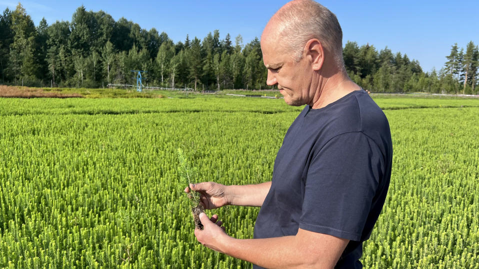 Taimi-Tapion tarhanjohtaja Jouko Kiviharju pitää käsissään kuusentaimea. Takana ulkona olevia kuusentaimia kasvualustallaan iso määrä, aurinkoinen sää.