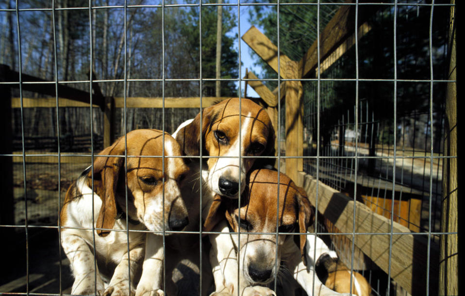 Beagle koiria häkissä.