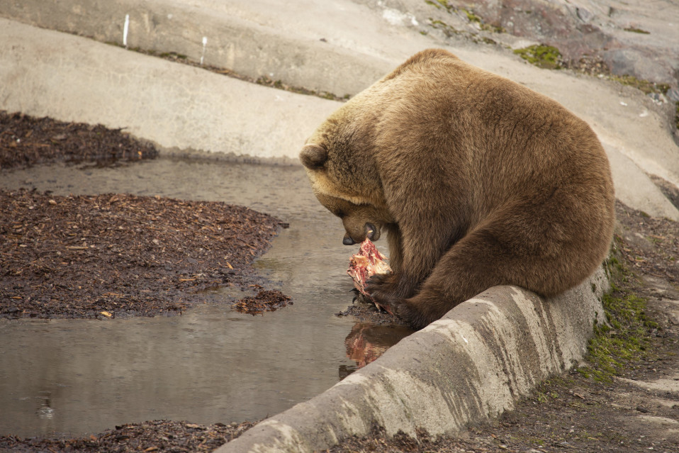 The bear at the High Island Zoo eats meat.