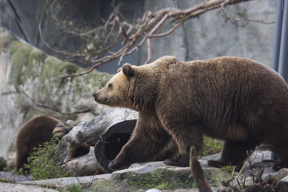 Helsinki Zoo is preparing for sleep after an exceptionally long year