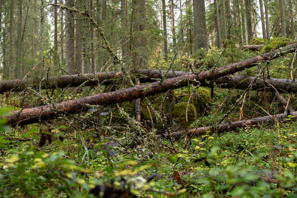 Metsää Pohjois-Karjalassa