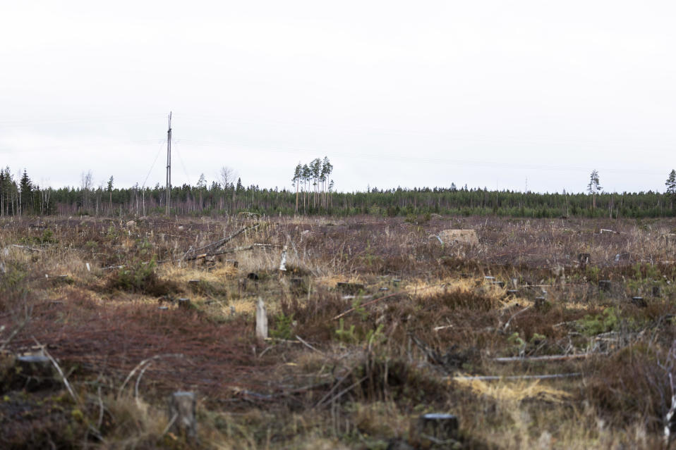 Keltakallion tontti, jolle on tulossa akkumateriaalitehdas. Metsämaastoa ilman puita.