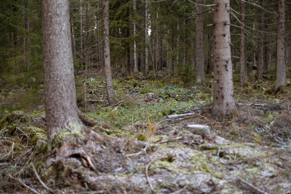 Suometsässä kasvaa kookkaita havupuita.