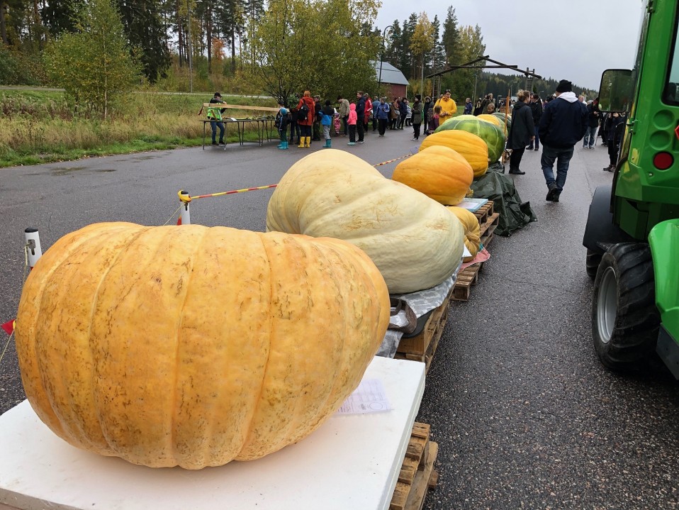 The 306 kilo pumpkin won the Finnish mega-vegetable championship