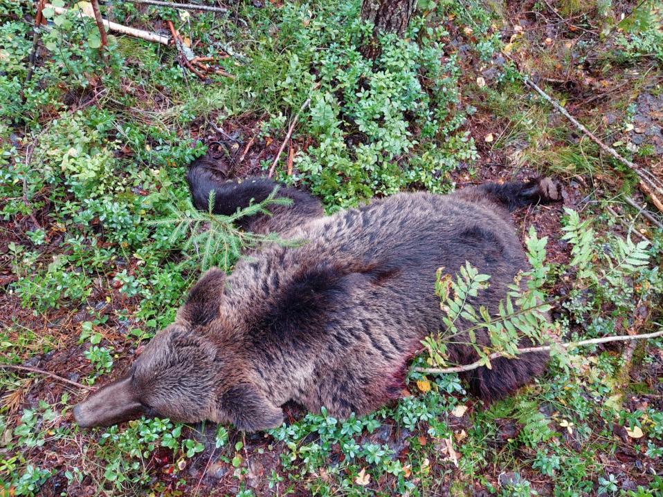 Fallen mother bear in the forest in Lieksa.