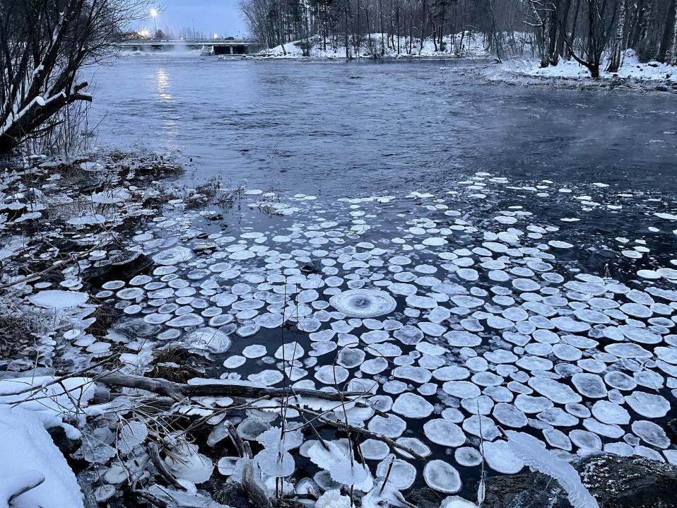 Pieniä pyöreitä jäälauttoja vedessä