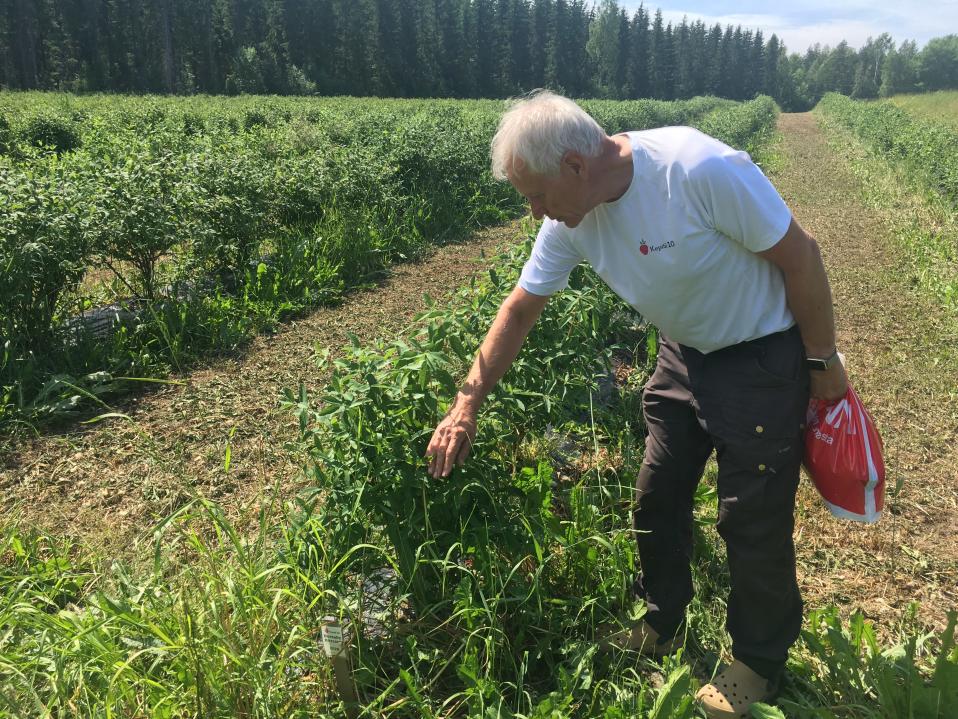 Hannu Tamminen tutkii haskap-pensaiden satoa Kepilä 10-tilalla Heinolassa.