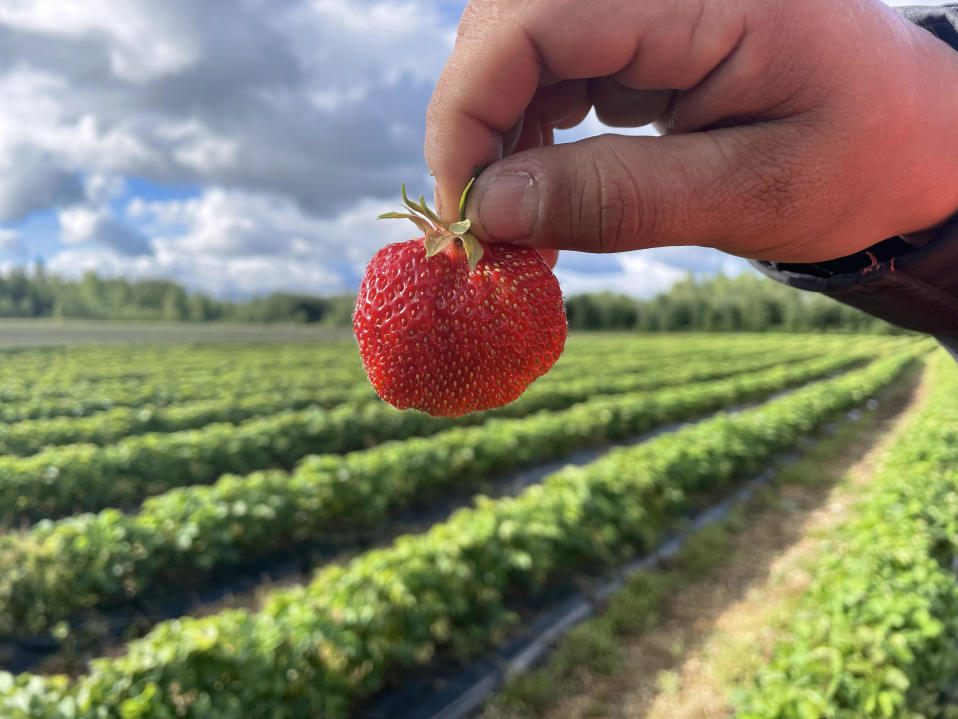 Sormet kannattelevat pinsettiotteella kypsää mansikkaa mansikkatilalla.