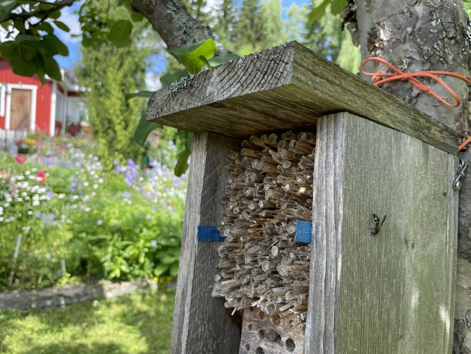 Hyönteishotelli tarjoaa suojaisan pesän pienemmille pölyttäjille.