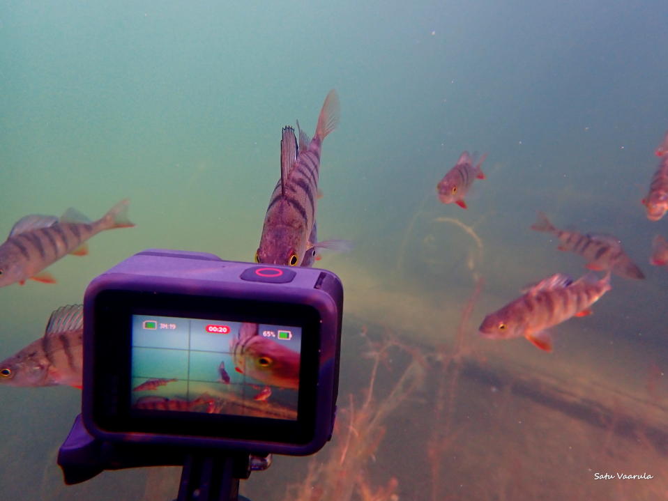 Gopro-kamera kuvaa veden alla ahvenia.