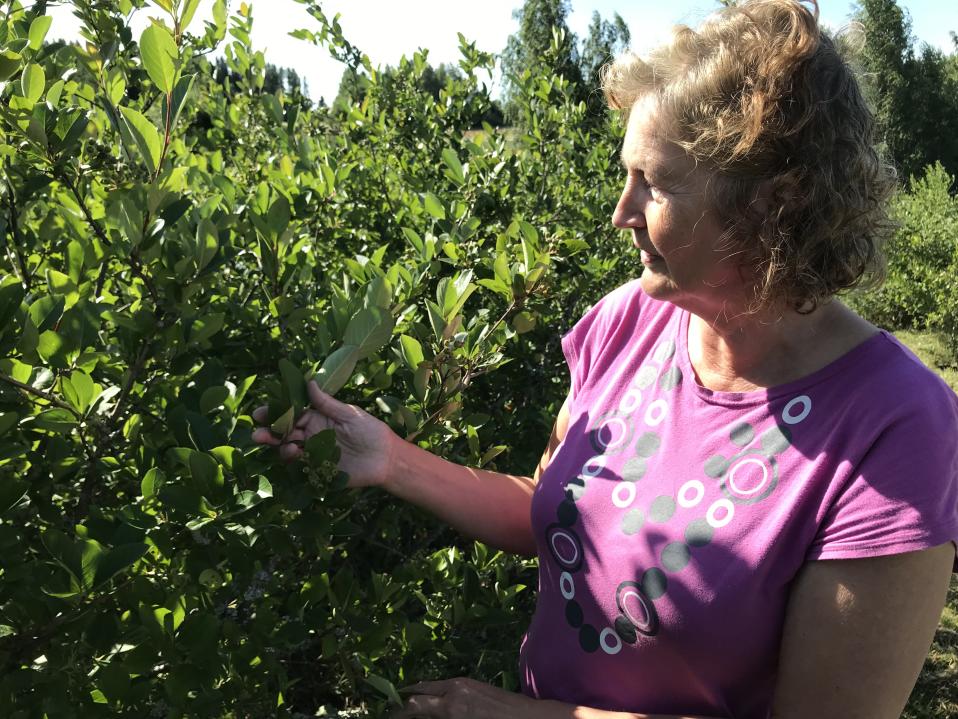 Annikki Kukkasniemi tutkimassa marja-aronioita Ollilan marjatilalla, Hämeenkoskella.