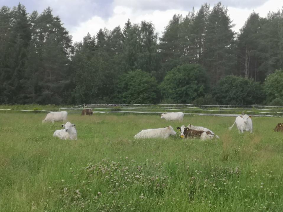 Ensimmäiset Pelson lapinlehmät laitumella Tervolan Louella.