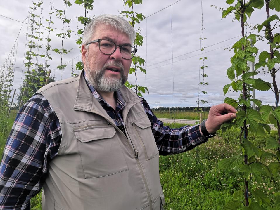 Jarmo Saariniemi tutkii humalakasvin pieniä käpyjä Tervolan Louella. 