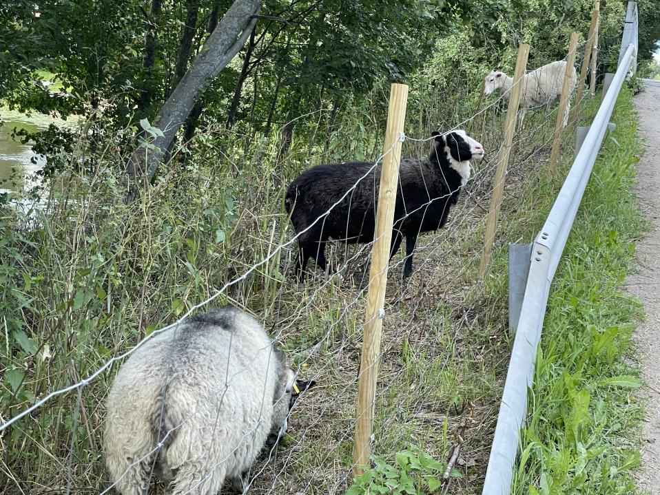 Kolme lammasta verkkoaidan takana tien reunassa syövät ruohoa