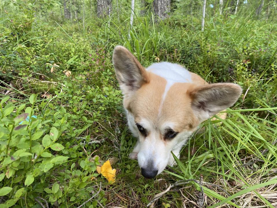 Koira on löytänyt kantarellin.