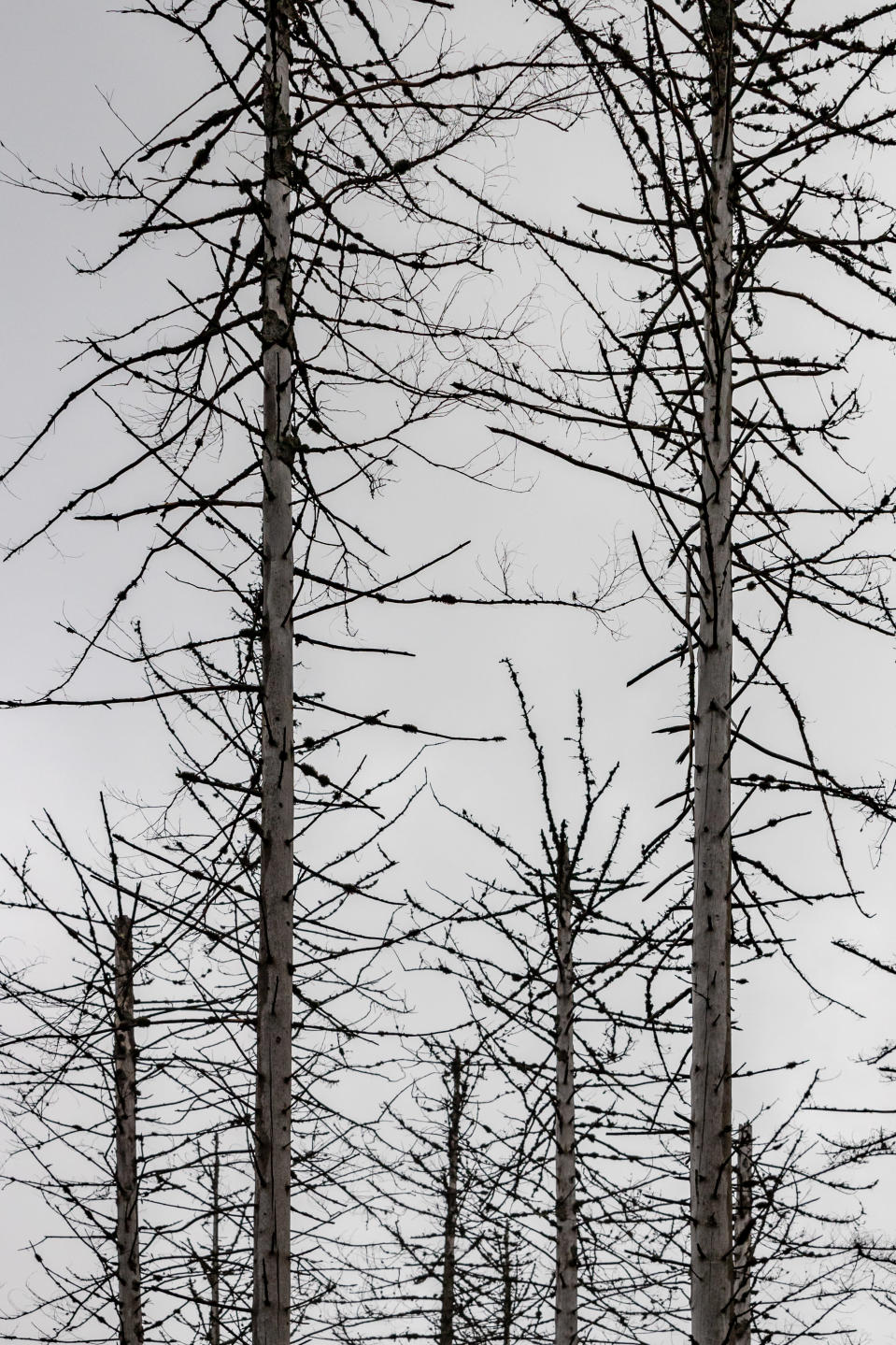 Kuolleita kuusia Baijerin metsän kansallispuistossa Saksassa