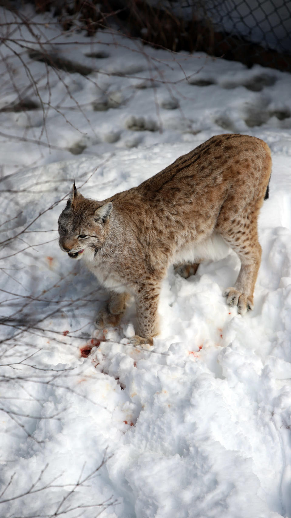 Ilves hangella Ranuan eläinpuistossa.