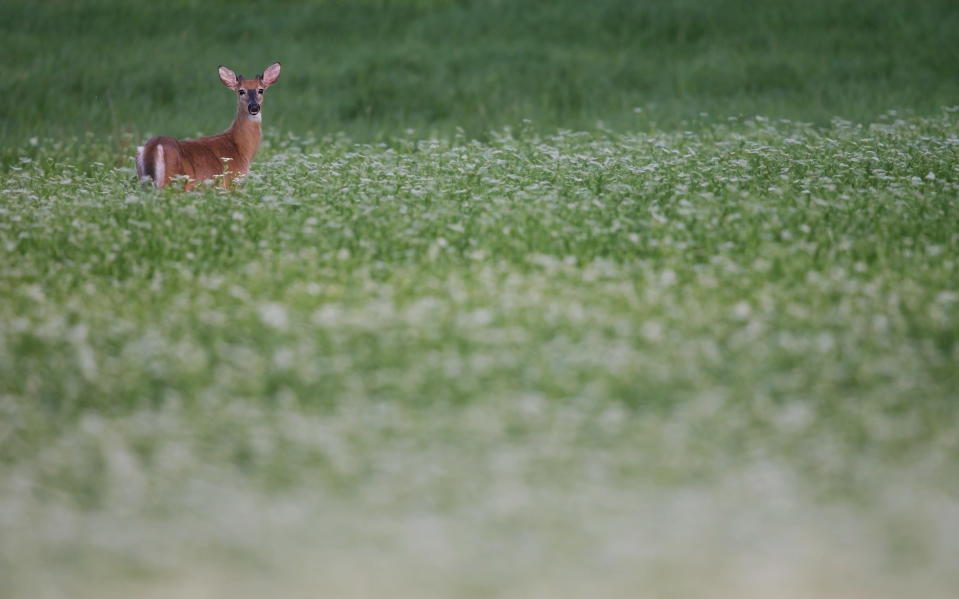 The white-tailed deer should be classified as a harmful species, says the Finnish Conservation Group