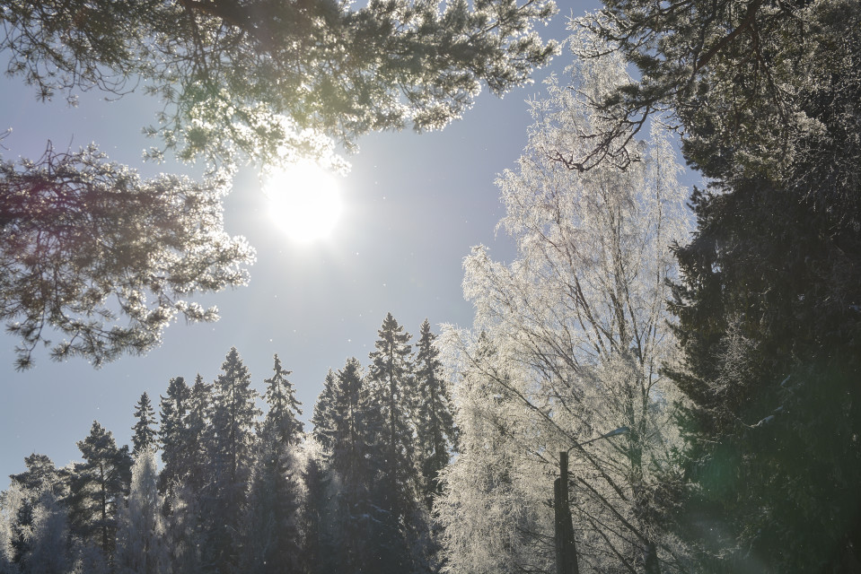 Aurinko paistaa lumisiin puihin