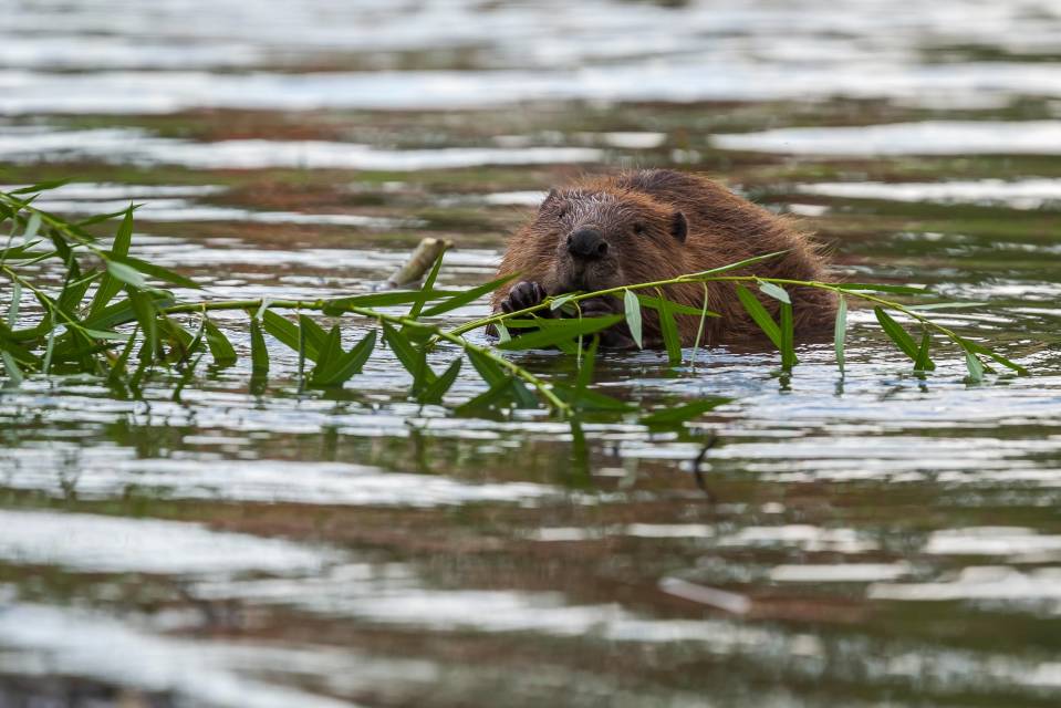 majava syö puunoksaa vedessä