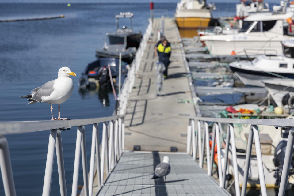 Lokki istuskelee Pykeijan sataman kaiteella, kun kalastajat tulevat reissultaan.