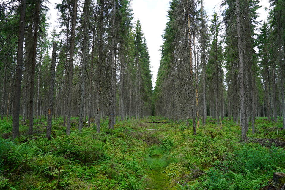 Suometsä Asikkala.