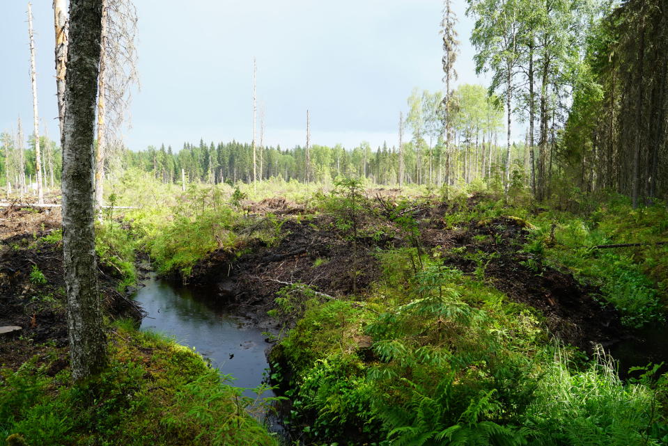 Suometsä Asikkala.