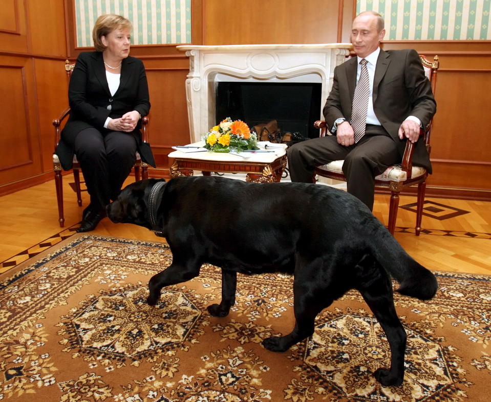 Angela Merkel ja Vladimir Putin istuvat puisilla koristeellisilla tuoleilla. Musta koira kävelee heidän edessään.
