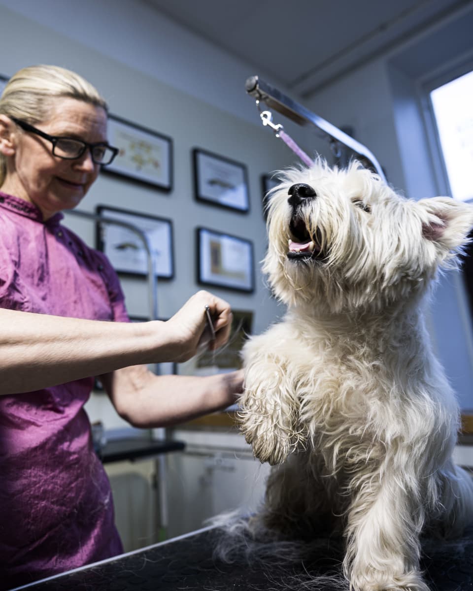 Koiraväen pesu & leikkaus yrityken työntekijä Katri trimmaa Pompidou koiraa.