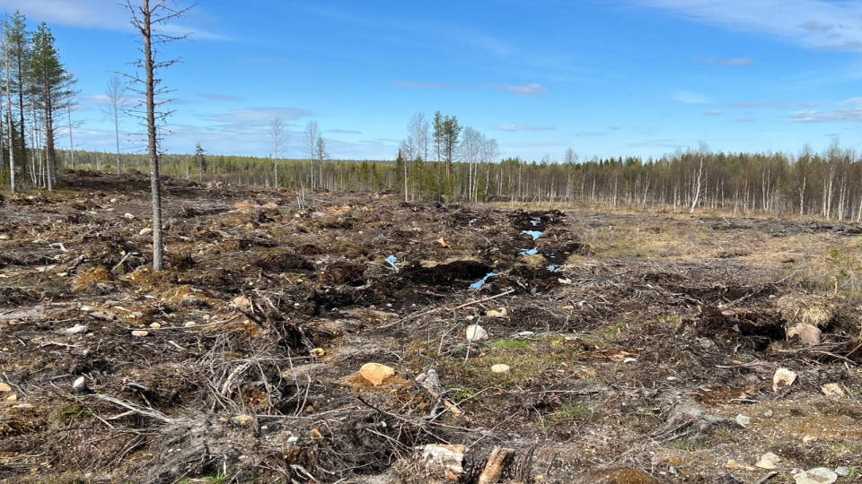 Avohakattu metsä