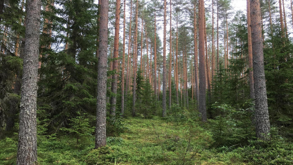 Metsää, missä kasvaa monen ikäisiä puita.