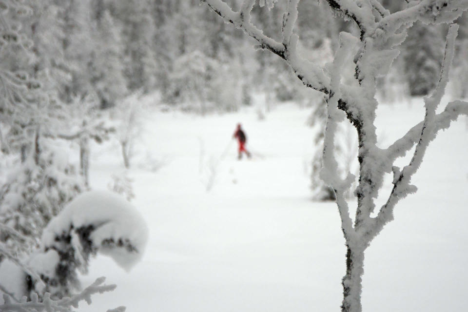 Luonnontilaisen metsän kauneus on matkailun myyntivaltti. Hiihtäjä Sallatuntureiden välisellä Natura-alueella joulukuussa 2019.