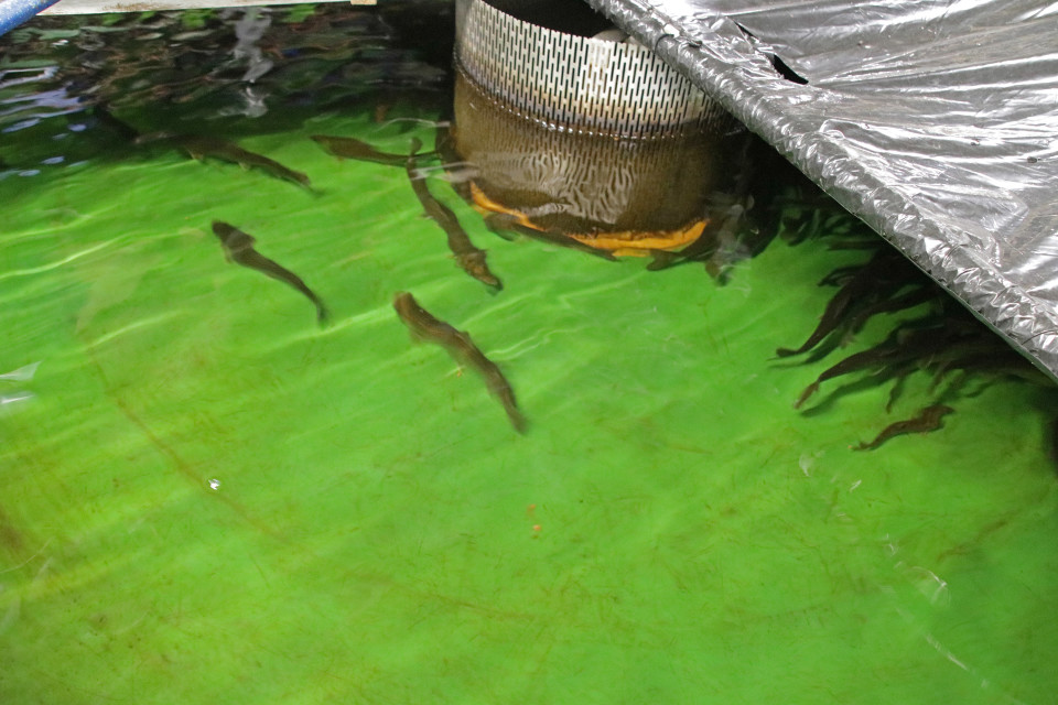 Saimaan nieriän kasvatusallas