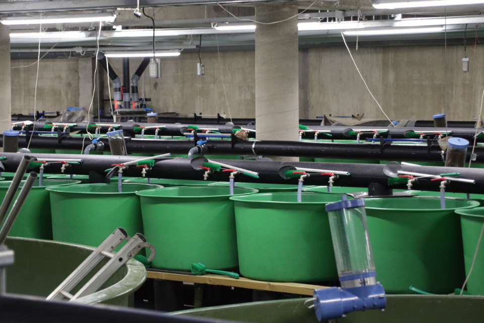 Kalanviljelyaltaita Enonkoskella